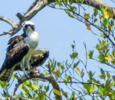Osprey Roosting In A Tree.