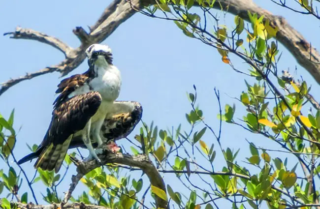 Osprey roosting in a tree.