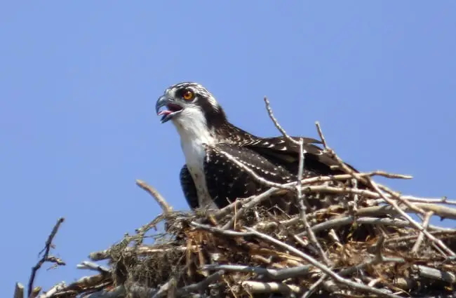 Osprey in its nest of sticks and twigs.