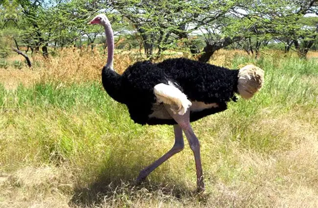 Wild ostrich running in Ethiopia. Photo by: David Stanley https://creativecommons.org/licenses/by/2.0/