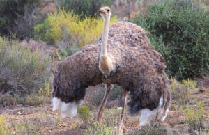 Young ostrich displaying his plumage.Photo by: Brian Snelsonhttps://creativecommons.org/licenses/by/2.0/