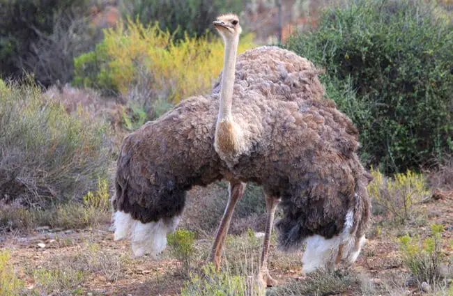Ostrich - Description, Habitat, Image, Diet, and Interesting Facts