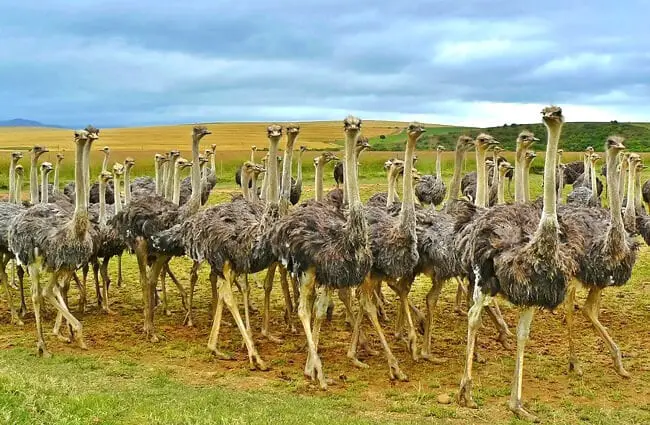 Part of a herd of ostriches.