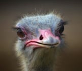Closeup Of An Ostrich Face.