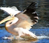 Pelican Catching His Fish Prey Right From The Water.