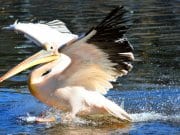Pelican Pelican catching his fish prey right from the water.