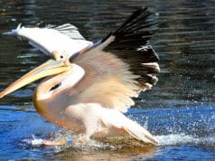 Pelican catching his fish prey right from the water.