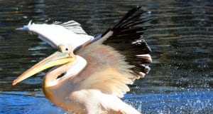 Pelican catching his fish prey right from the water.