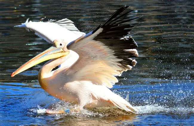 Пеликан ловит добычу прямо из воды.