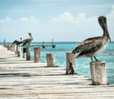 Pelicans Sitting On The Dock Of The Bay.