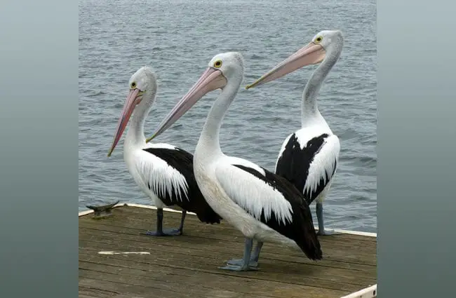 A trio of Australian pelicans lounging on the dock.