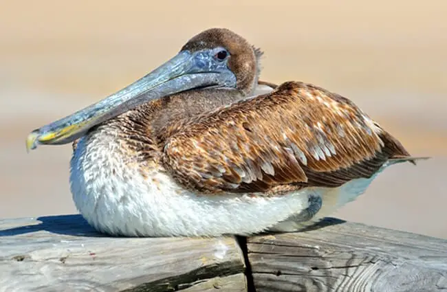 Brown pelican sitting on a fence.