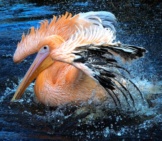 Stunning Pelican With Bright Plumage.
