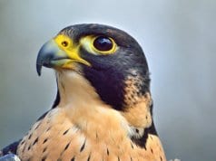 Closeup of a Peregrine Falcon. 