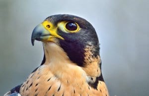Closeup of a Peregrine Falcon. 