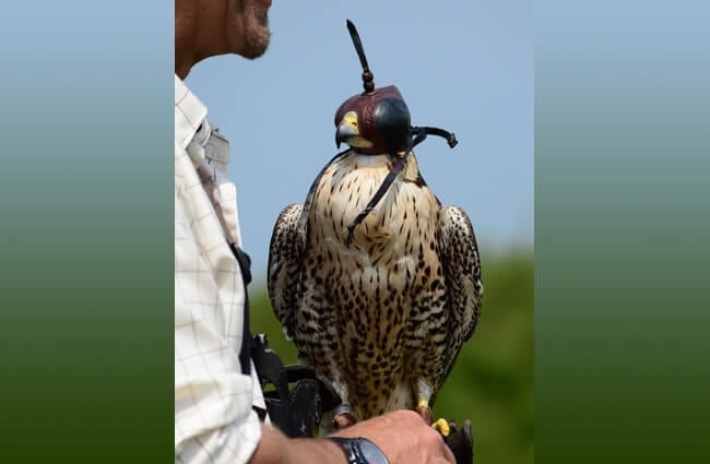 Peregrine Falcon with his falconer.