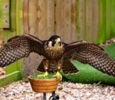 Peregrine Falcon With His Wings Spread.