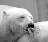 A Pair Of Polar Bears Cuddling.
