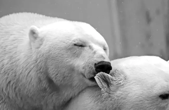 A pair of polar bears cuddling.