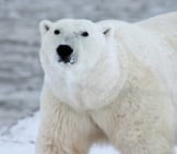 Polar Bear.