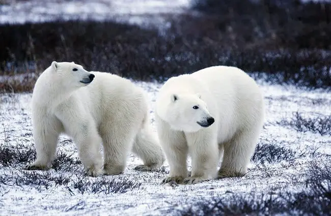 Пара белых медведей во время весенней распутицы.