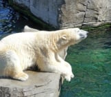 Large Polar Bear Lounging On A Rock.