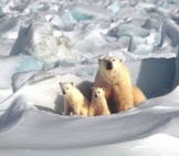 Mother Polar Bear And Her Cubs.