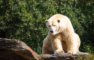 Polar bear on a rock ledge - notice the yellowing of his fur.