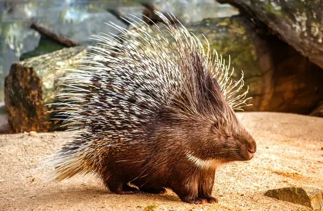 Porcupine - Description, Habitat, Image, Diet, and Interesting Facts