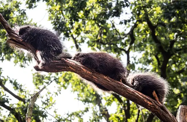A trio of arboreal porcupines on a tree branch.