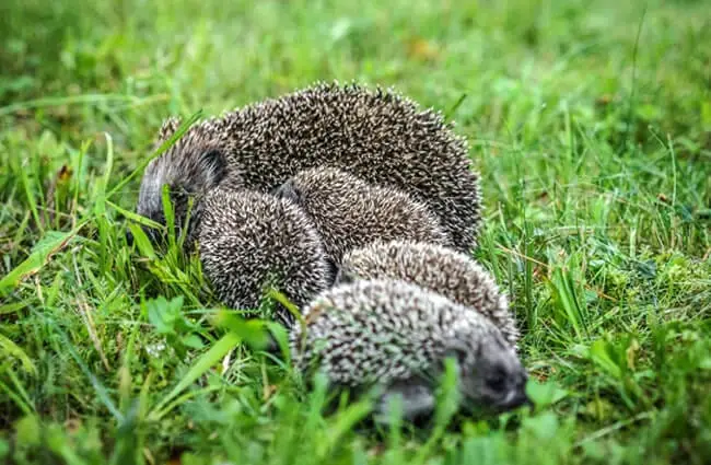 Mother porcupine with her porcupettes.