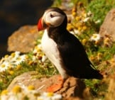 A Puffin On Land During The Springtime.