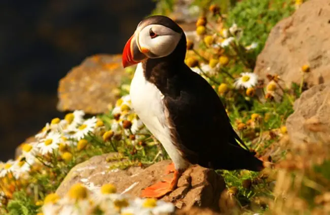 A puffin on land during the springtime.