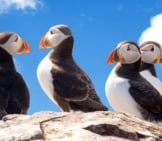 A Group Of Puffins During Mating Season.