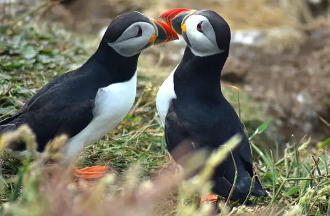 A pair of puffins together for mating season.