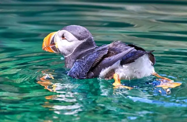 Puffin swimming in calm waters.