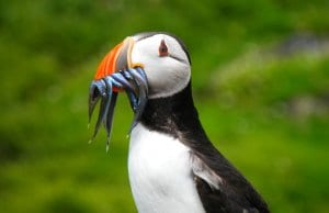 Puffin with a mouthful of tiny fish.
