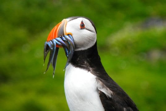 Puffin with a mouthful of tiny fish.