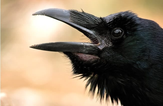 Closeup of a croaking black raven. Photo by: (c) csehakszabolcs www.fotosearch.com