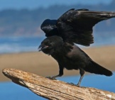 Black Raven Perched On Driftwood.