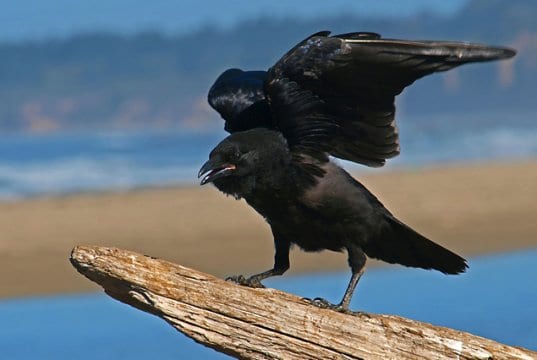Black raven perched on driftwood.
