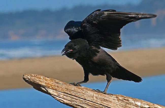 10 Ravishing Facts About Ravens