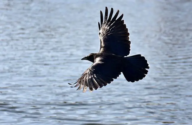 Raven soaring over the water.