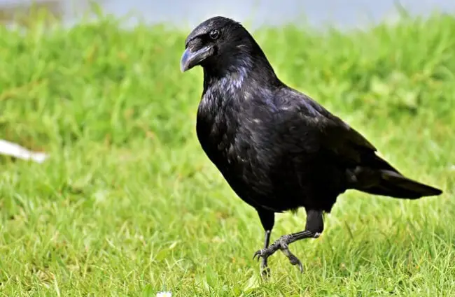 Raven strolling through the park.