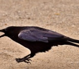 Black Raven Touching Down With A Morsel Of Food.