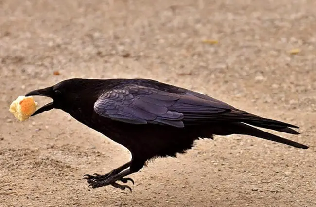 Black raven touching down with a morsel of food.