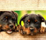 A Pair Of Rottweiler Puppies Peeking Through The Fence.