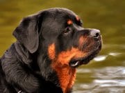 Portrait of a Rottweiler in profile.