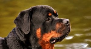 Portrait of a Rottweiler in profile.