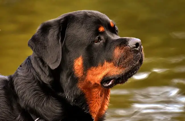 Portrait of a Rottweiler in profile.